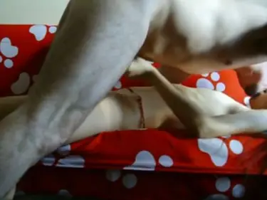 Tarif Mahal! ABG Bispak Hotel Bintang Lima Hot